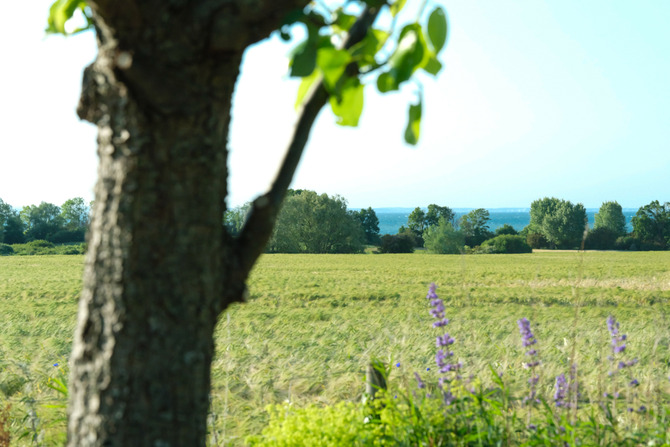 Ferienwohnung in Groß Schwansee - Seeweg 20 - Blick vom Gartentisch
