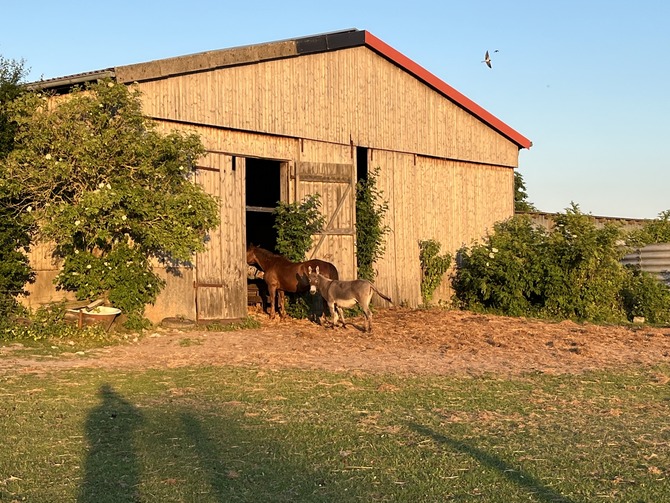 Ferienwohnung in Grube - Ferienhof Stobbe - Bild 10