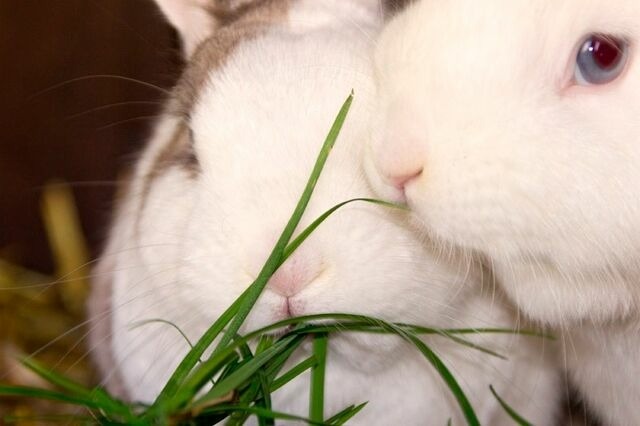 Ferienwohnung in Fehmarn OT Vitzdorf - Ferienhof Mau "Appartementhaus Rot" - Bild 7