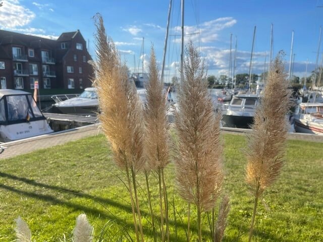 Ferienwohnung in Ueckermünde - Lagunenstadt am Haff Fewo 90 - Rah - Bild 15