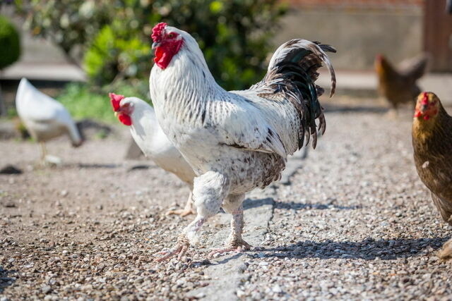Ferienwohnung in Fehmarn OT Lemkendorf - Ferienhof Becker - Kutterliebe - Bild 10