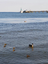 Ferienwohnung in Gr&ouml;mitz - Villa am Meer - App. 43 - Bild 19