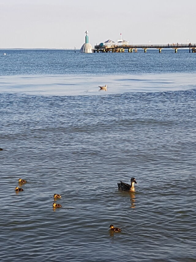 Ferienwohnung in Gr&ouml;mitz - Villa am Meer - App. 43 - Bild 19