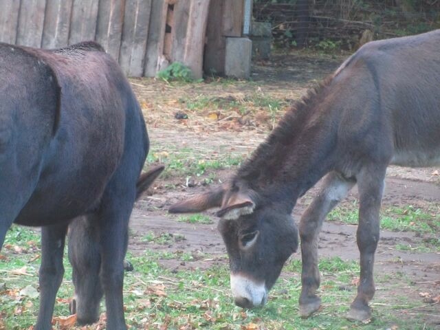 Ferienwohnung in Fehmarn - Fehmarn Beltblick - Wohnung West - Bild 15