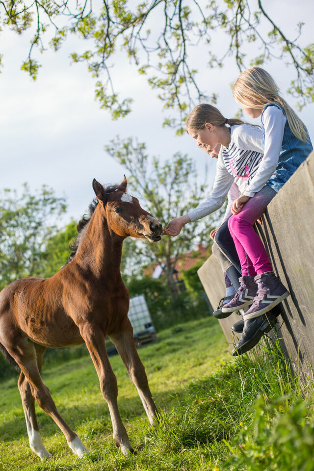 Ferienwohnung in Fehmarn OT Wenkendorf - Ferienhof Marquardt Fewo Sonneneck - Bild 17