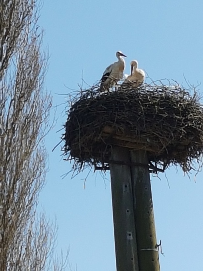 Ferienwohnung in Duvendiek - Ferienwohnung Storchenhof - das immer wiederkehrende Storchenpaar