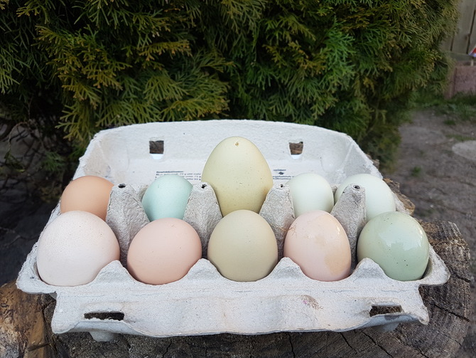 Ferienwohnung in Duvendiek - Ferienwohnung Storchenhof - täglich frische Eier