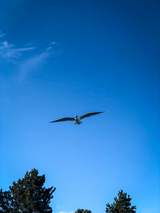 Ferienhaus in Glücksburg - Ferienhaus "Sören" - Bild 25