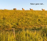 Ferienwohnung in Wendtorf - Strandl&auml;ufer - Bild 20