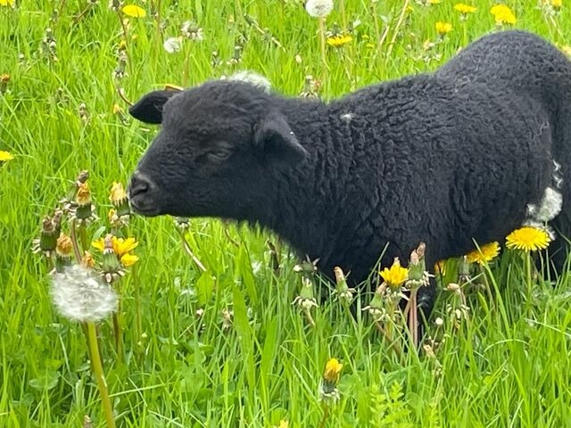 Ferienwohnung in Wagersrott - Zirkuswagen auf dem Lämmerhof - Bild 9