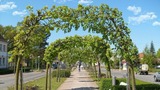 Ferienwohnung in Baabe - Ferienwohnung 6/15 - Bild 13