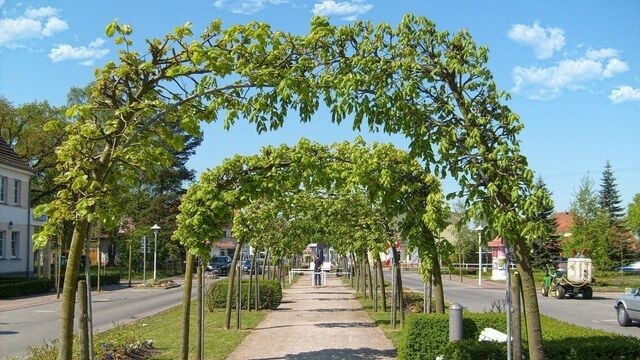 Ferienwohnung in Baabe - Ferienwohnung 1a/7 - Bild 18