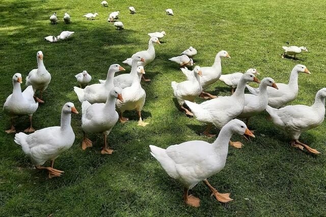 Ferienwohnung in Großenbrode - Landlust - Bild 15