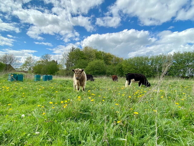 Ferienwohnung in Gelting - Janbecks FAIRhaus - Ferienwohnung Kuhstall - Bild 10