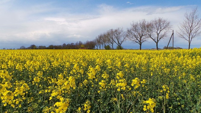 Ferienwohnung in Fehmarn OT Petersdorf - Ferienwohnung Bartels Kiebitzweg mit Balkon - Rapsblüte im Monat Mai