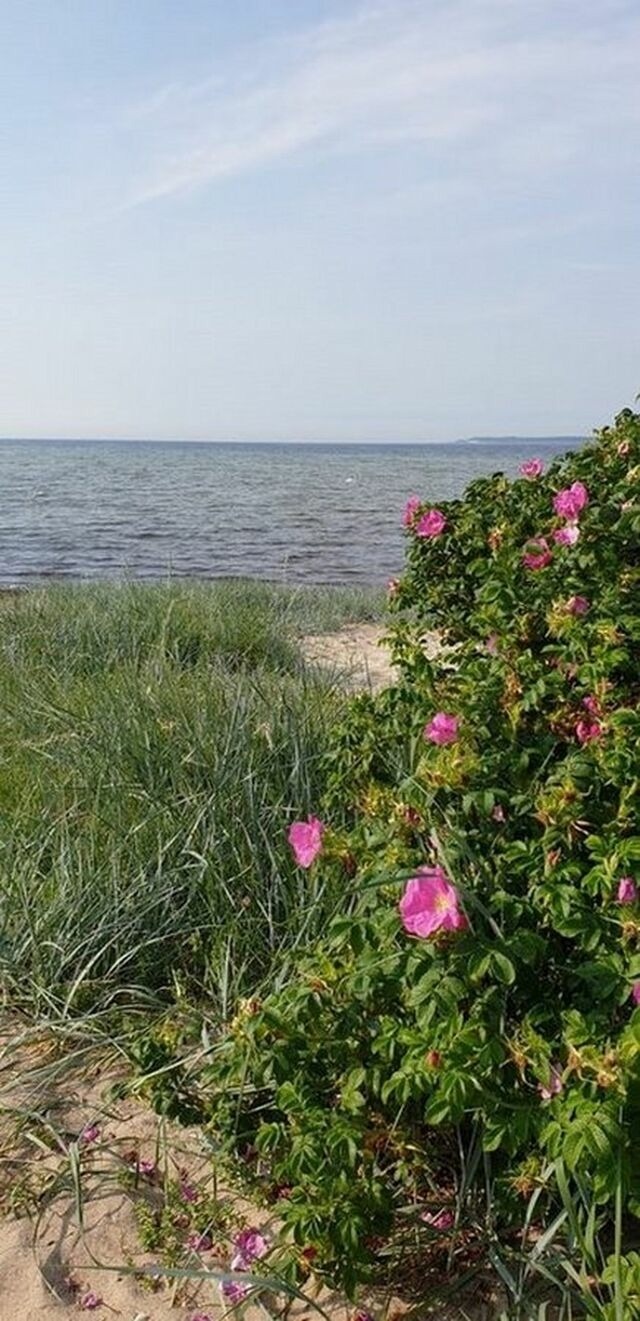 Ferienwohnung in Zierow - Kr&auml;hennest am Strand - ABC52 - Bild 21